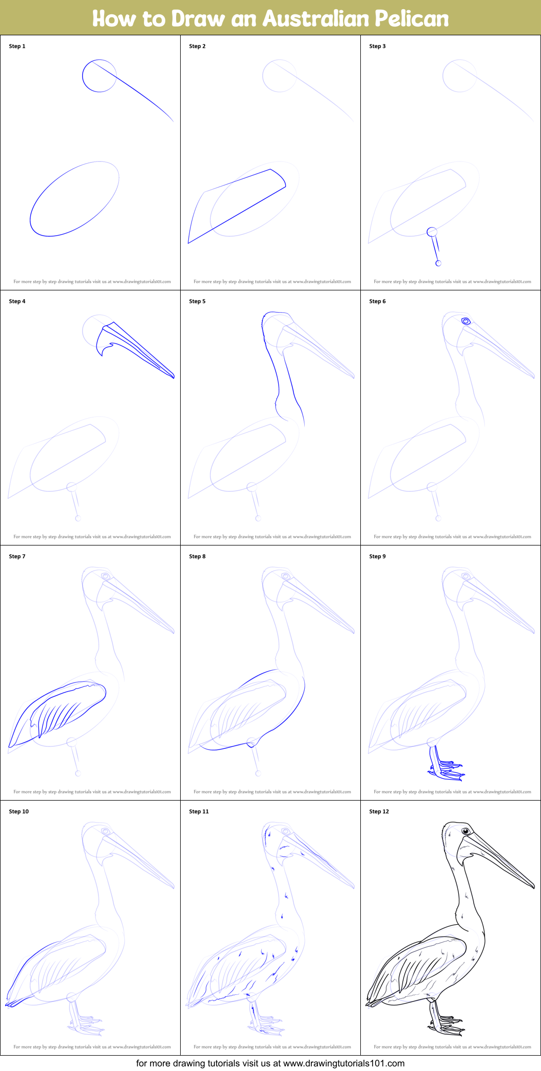 How to Draw an Australian Pelican Printable Step by Step