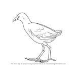 How to Draw a Black Crake