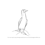 How to Draw a Booby