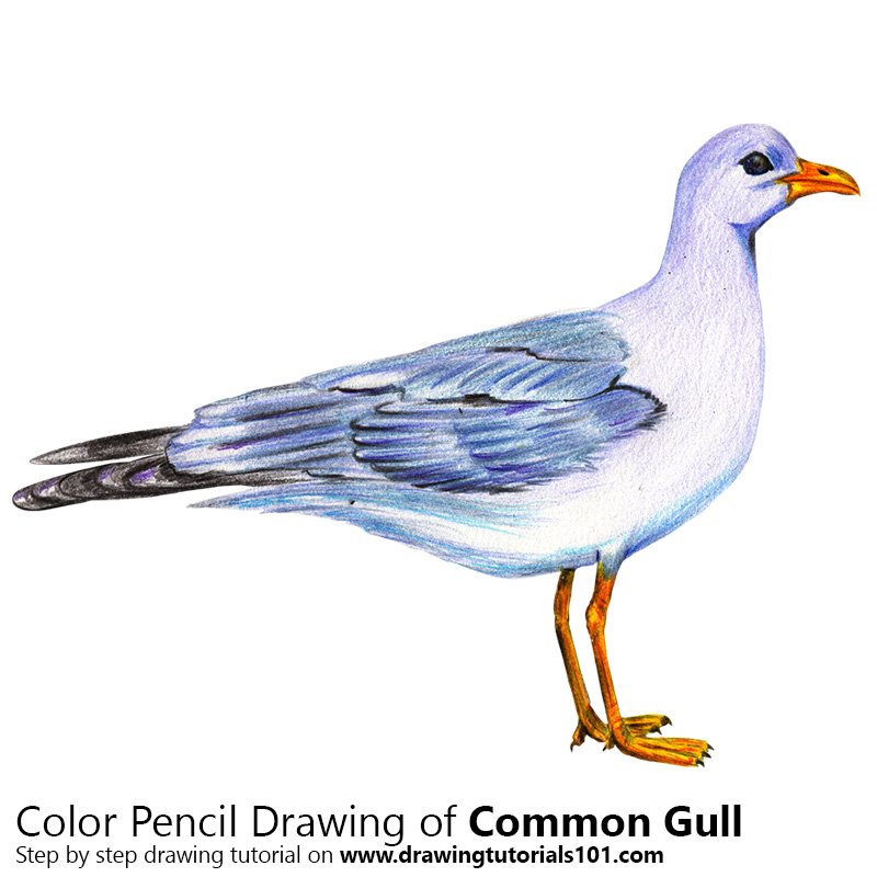 How to Draw a Common Gull by Color Pencils