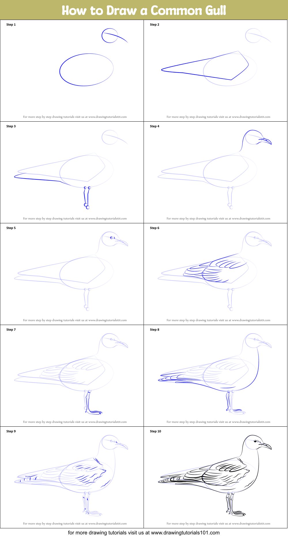 How to Draw a Common Gull Printable Step by Step