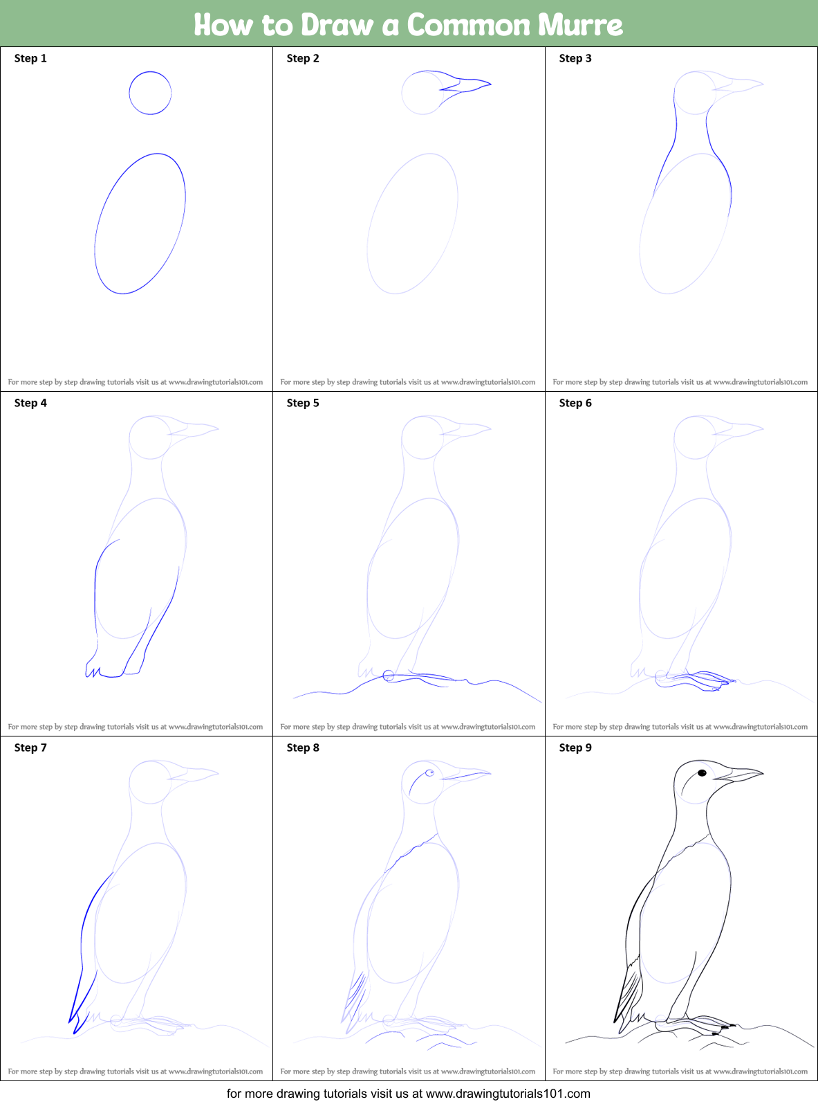 How to Draw a Common Murre Printable Step by Step