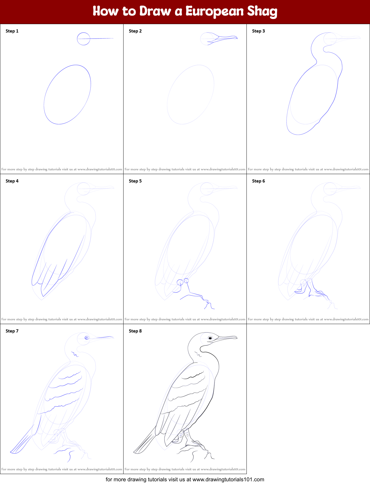 How to Draw a European Shag Printable Step by Step