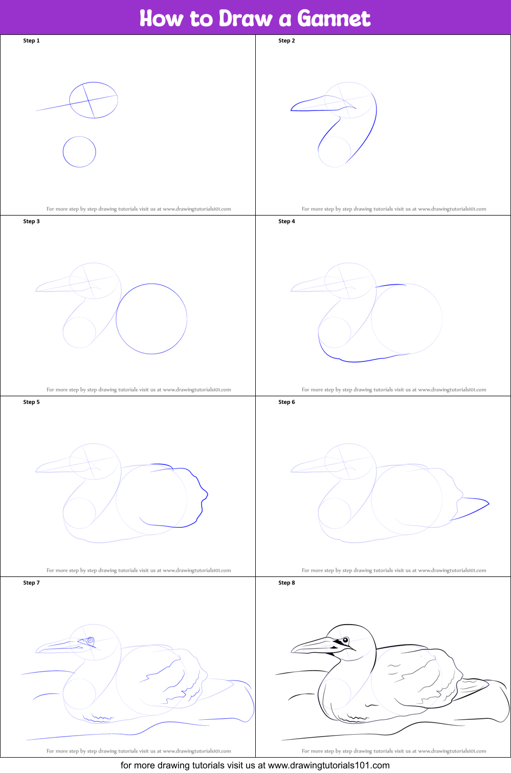 How to Draw a Gannet Printable Step by Step