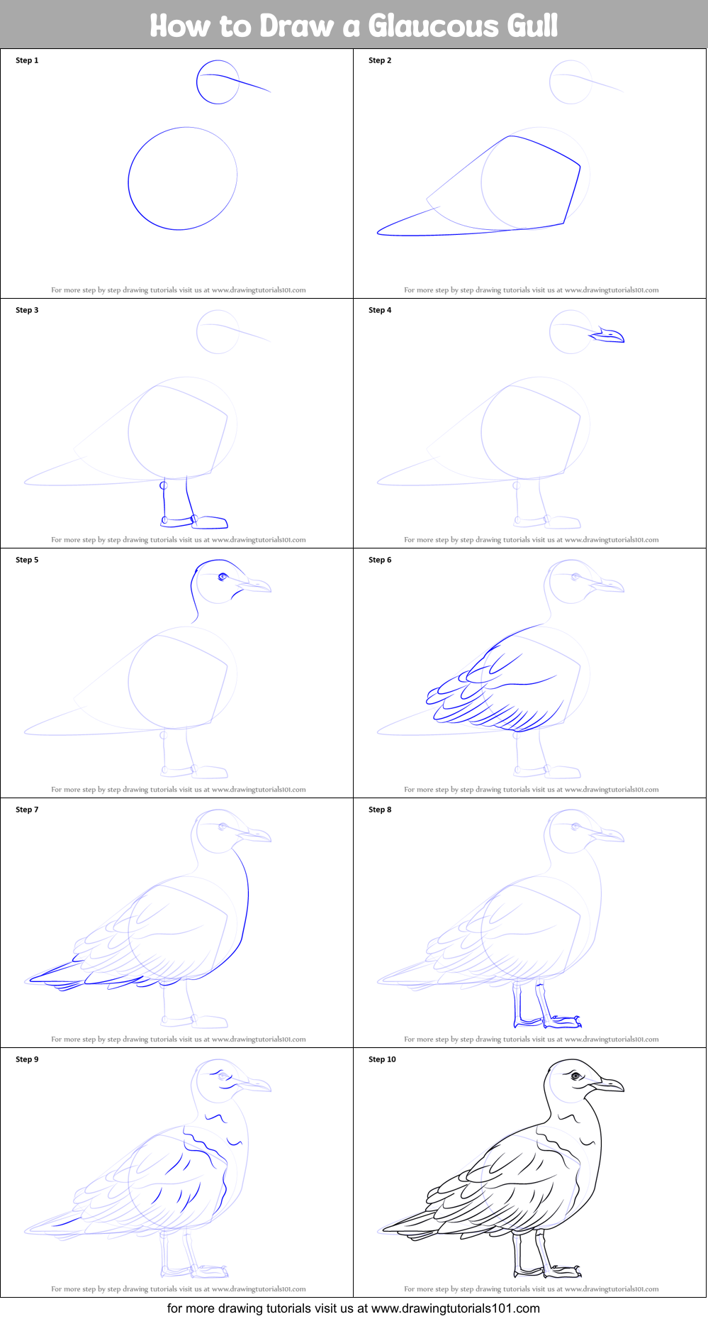 How to Draw a Glaucous Gull Printable Step by Step