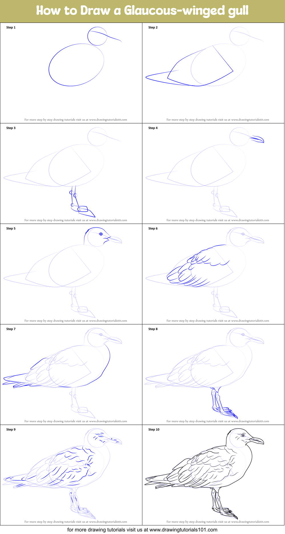 How to Draw a Glaucous-winged gull Printable Step by Step