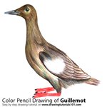 How to Draw a Guillemot