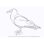 How to Draw a Gull