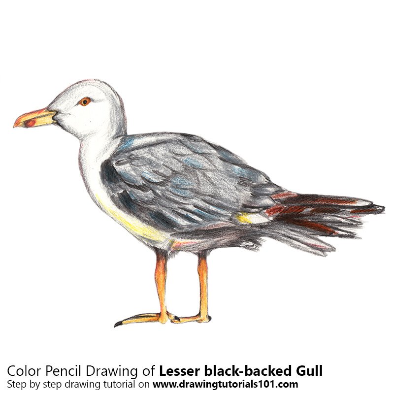 How to Draw a Lesser black-backed gull by Color Pencils