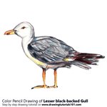 How to Draw a Lesser black-backed gull