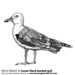 How to Draw a Lesser black-backed gull