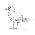 How to Draw a Lesser black-backed gull