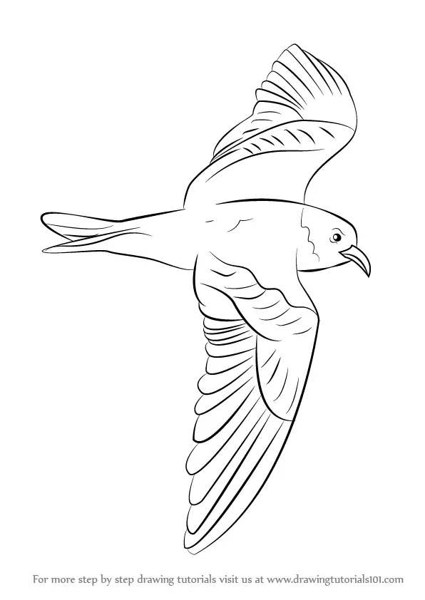 Learn How to Draw a Markham's storm petrel (Seabirds) Step by Step ...