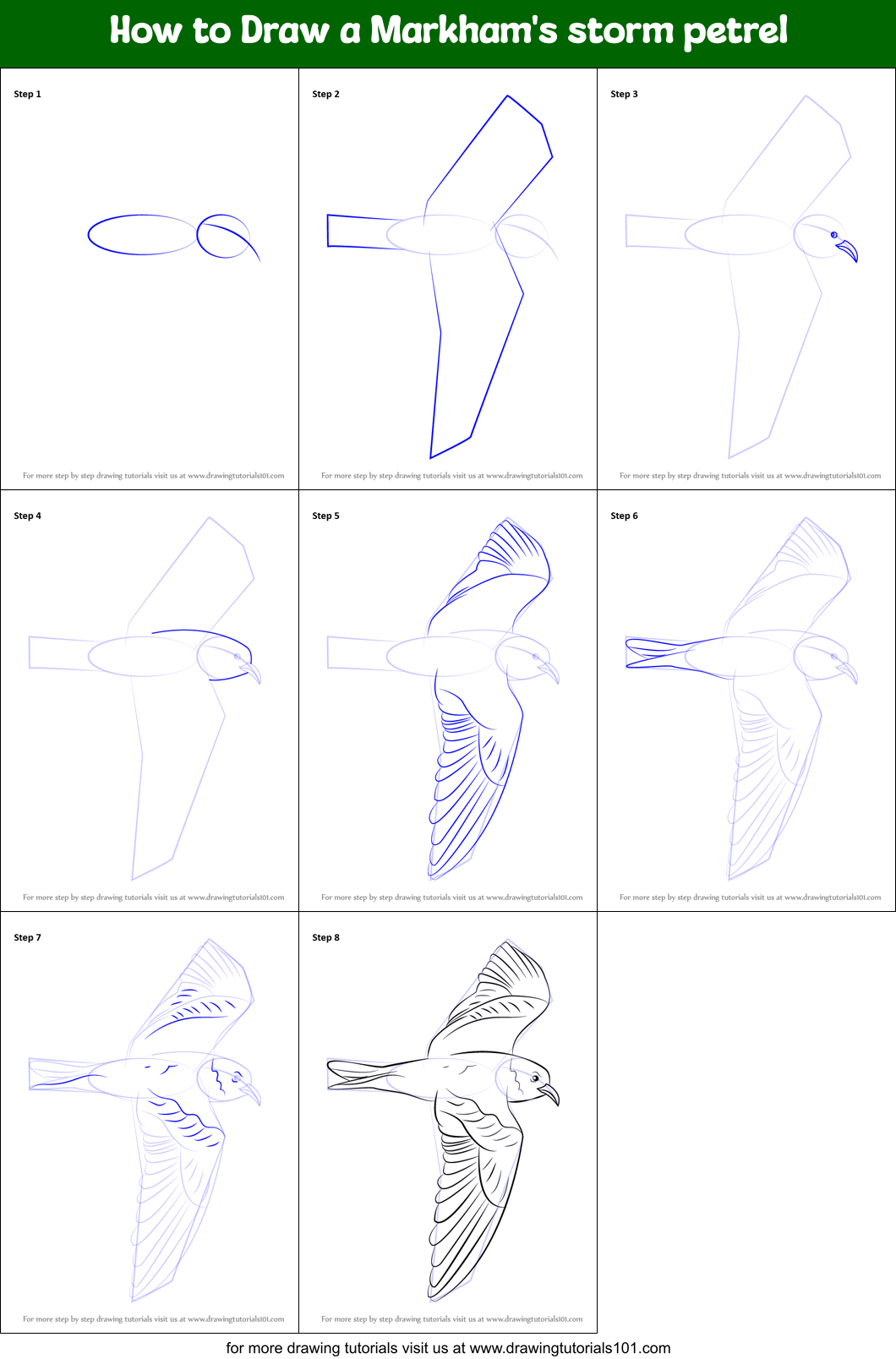 How to Draw a Markham's storm petrel Printable Step by Step