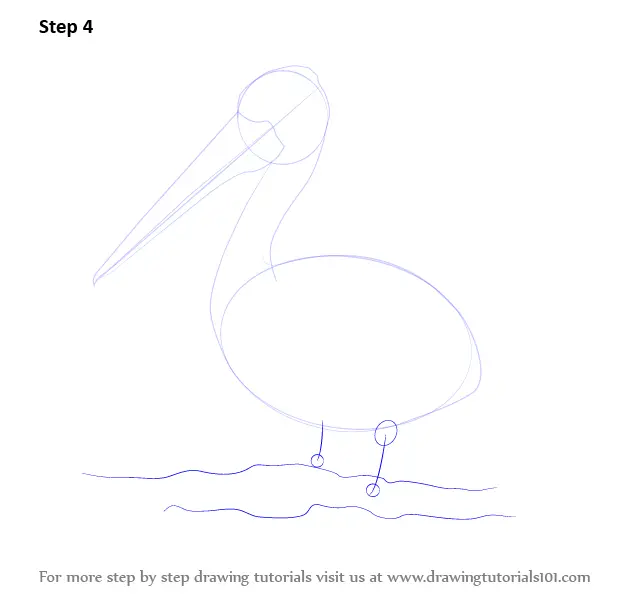 Learn How to Draw a Pelican (Seabirds) Step by Step : Drawing Tutorials