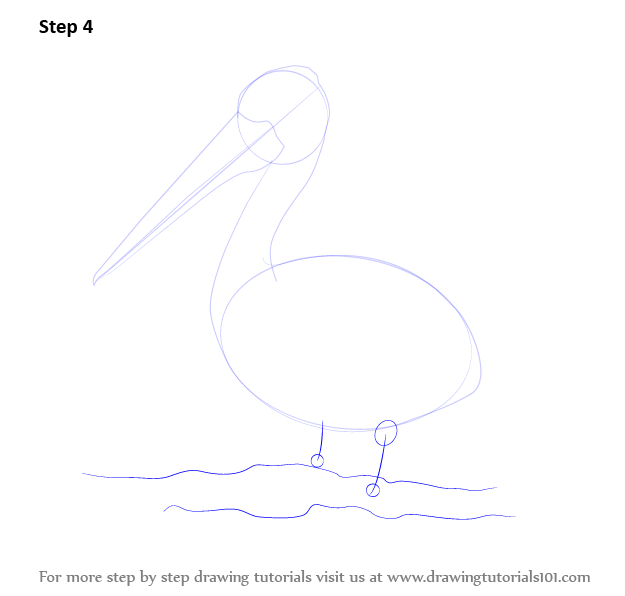 Learn How to Draw a Pelican (Seabirds) Step by Step : Drawing Tutorials