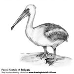 How to Draw a Pelican