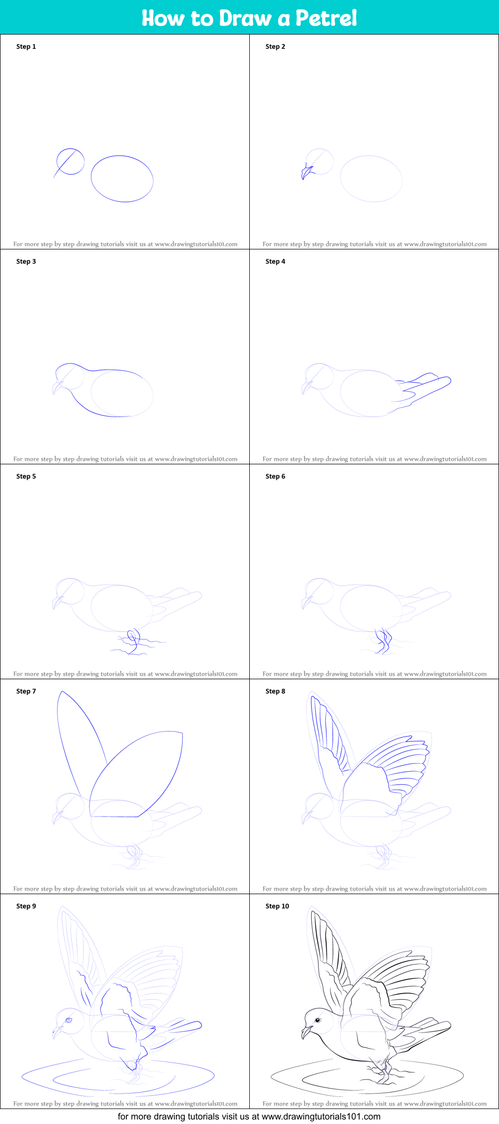 How to Draw a Petrel Printable Step by Step