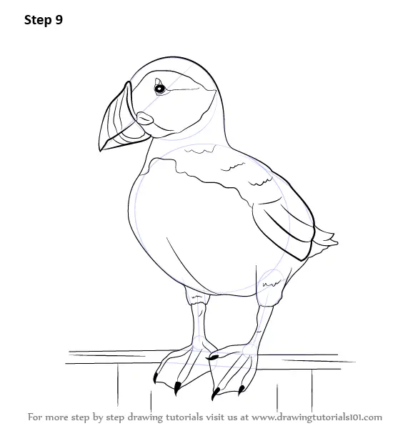 How to Draw a Puffin  YouTube