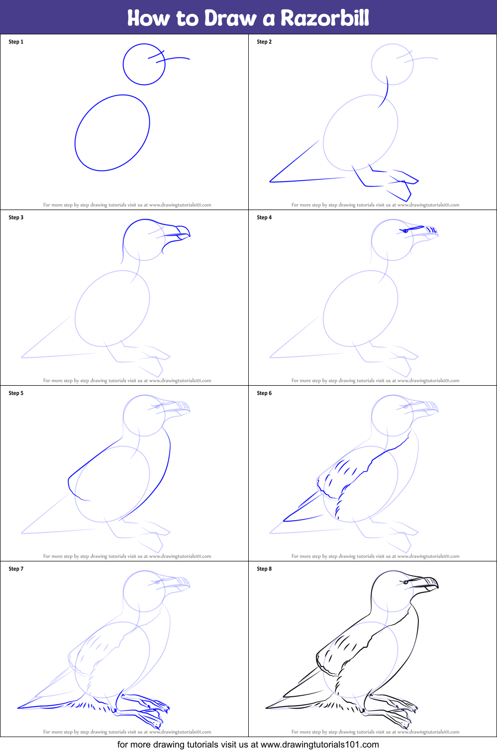 How to Draw a Razorbill Printable Step by Step