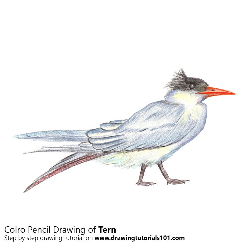 How to Draw a Tern by Color Pencils