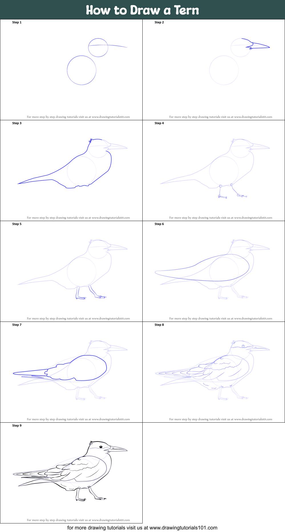 How to Draw a Tern Printable Step by Step