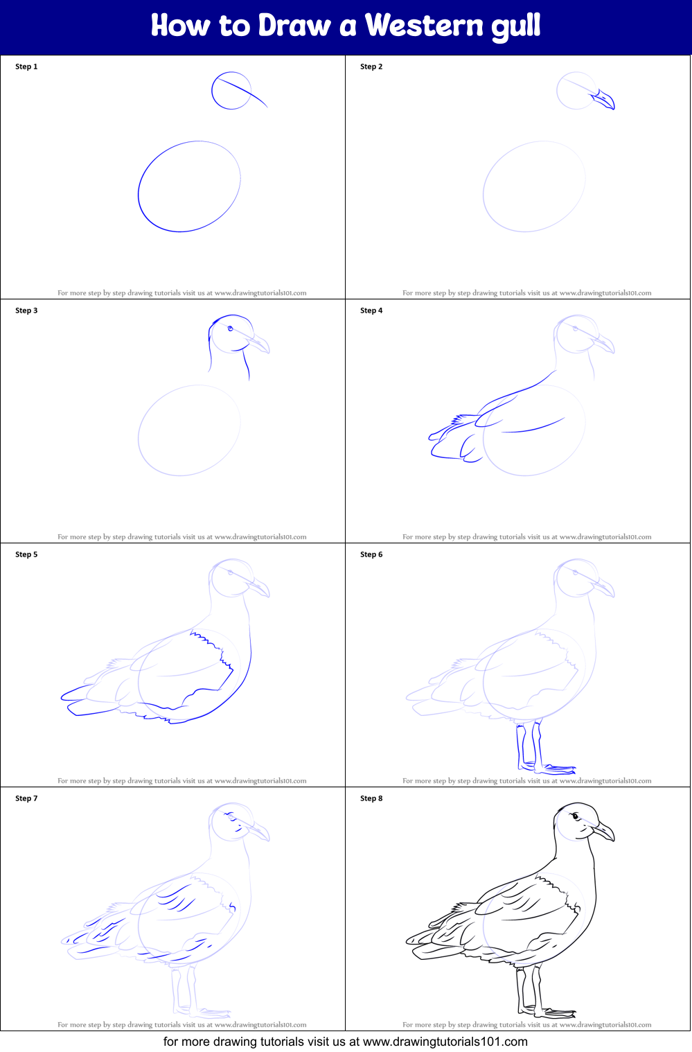 How to Draw a Western gull Printable Step by Step