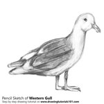 How to Draw a Western gull