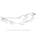 How to Draw a Crabeater Seal