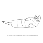 How to Draw a Harbor Seal