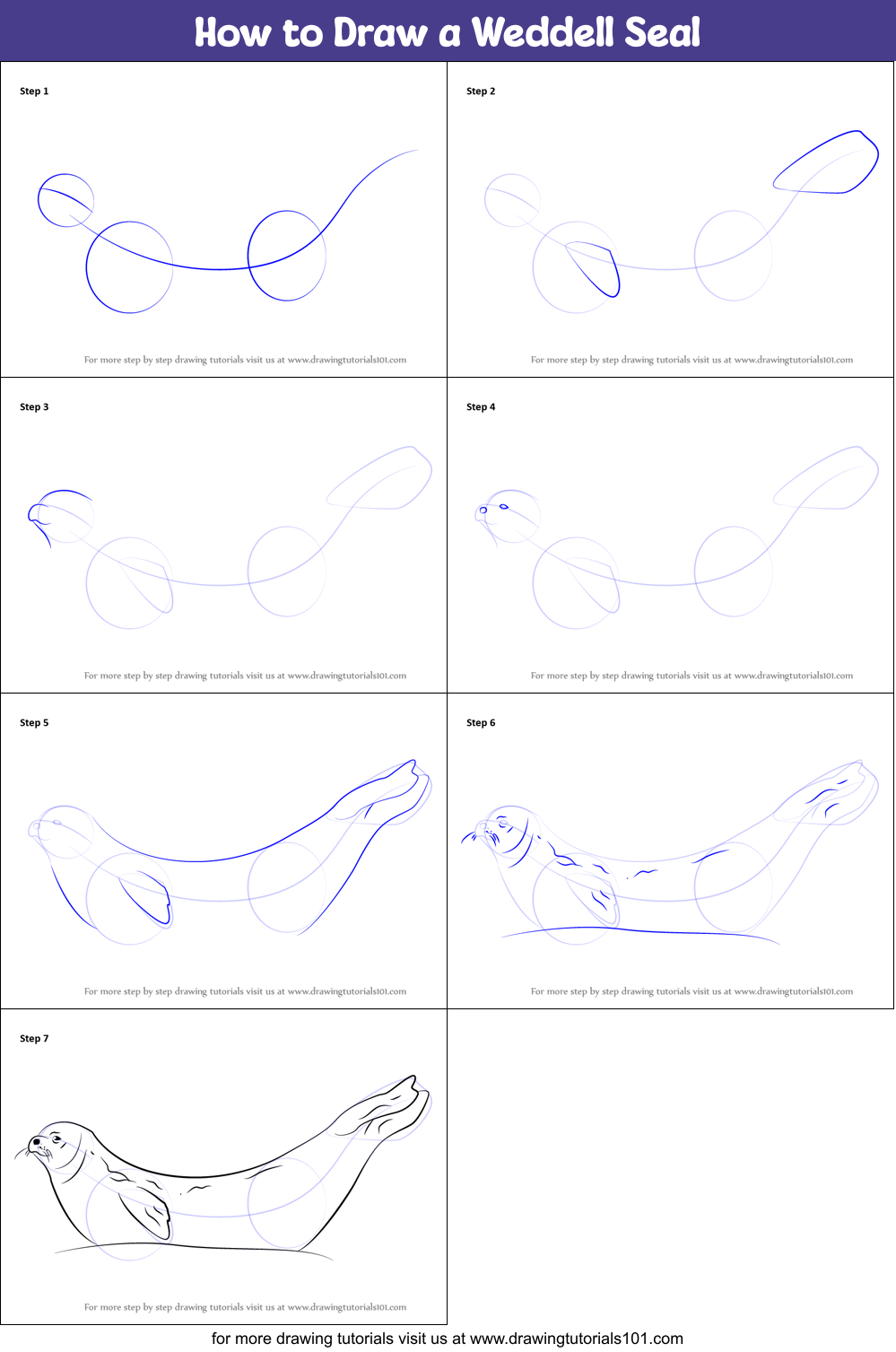 How to Draw a Weddell Seal Printable Step by Step