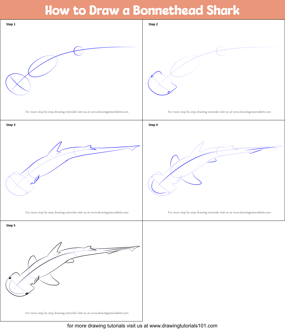 How to Draw a Bonnethead Shark Printable Step by Step