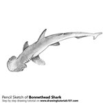 How to Draw a Bonnethead Shark