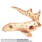 How to Draw an Epaulette Shark