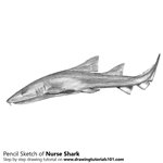 How to Draw a Nurse Shark