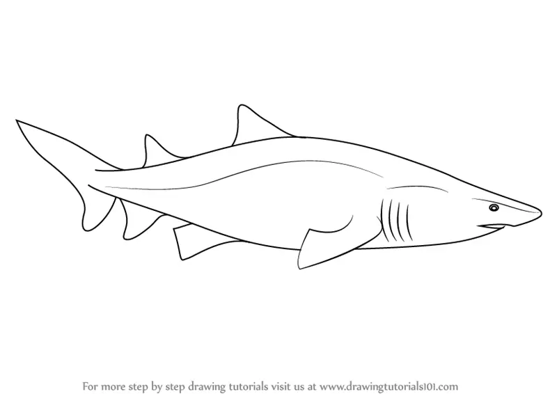 Learn How to Draw a Sand Tiger Shark (Sharks) Step by Step : Drawing