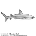 How to Draw a Sandbar Shark