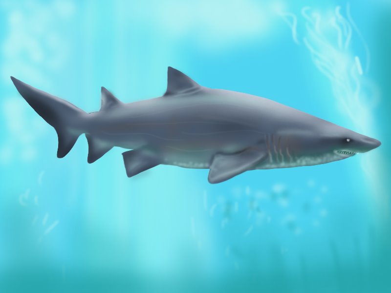 Learn How to Draw a Shark (Sharks) Step by Step : Drawing ...