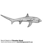 How to Draw a Thresher Shark