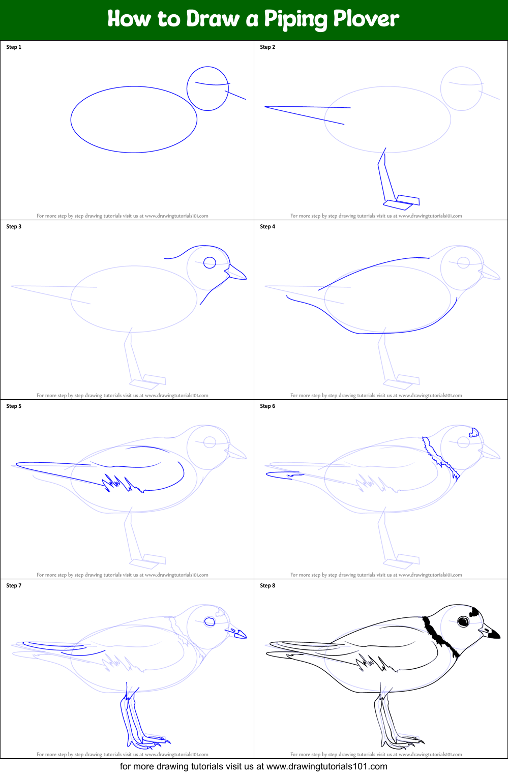 How to Draw a Piping Plover Printable Step by Step