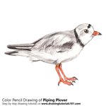 How to Draw a Piping Plover