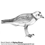 How to Draw a Piping Plover