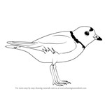 How to Draw a Piping Plover