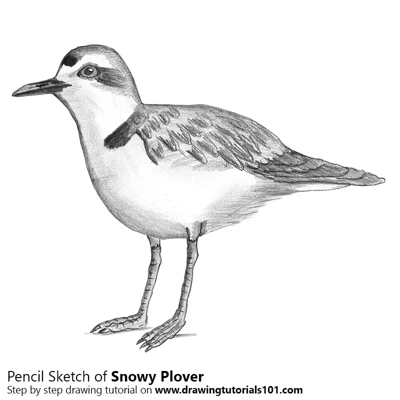 Pencil Sketch of Snowy Plover - Pencil Drawing