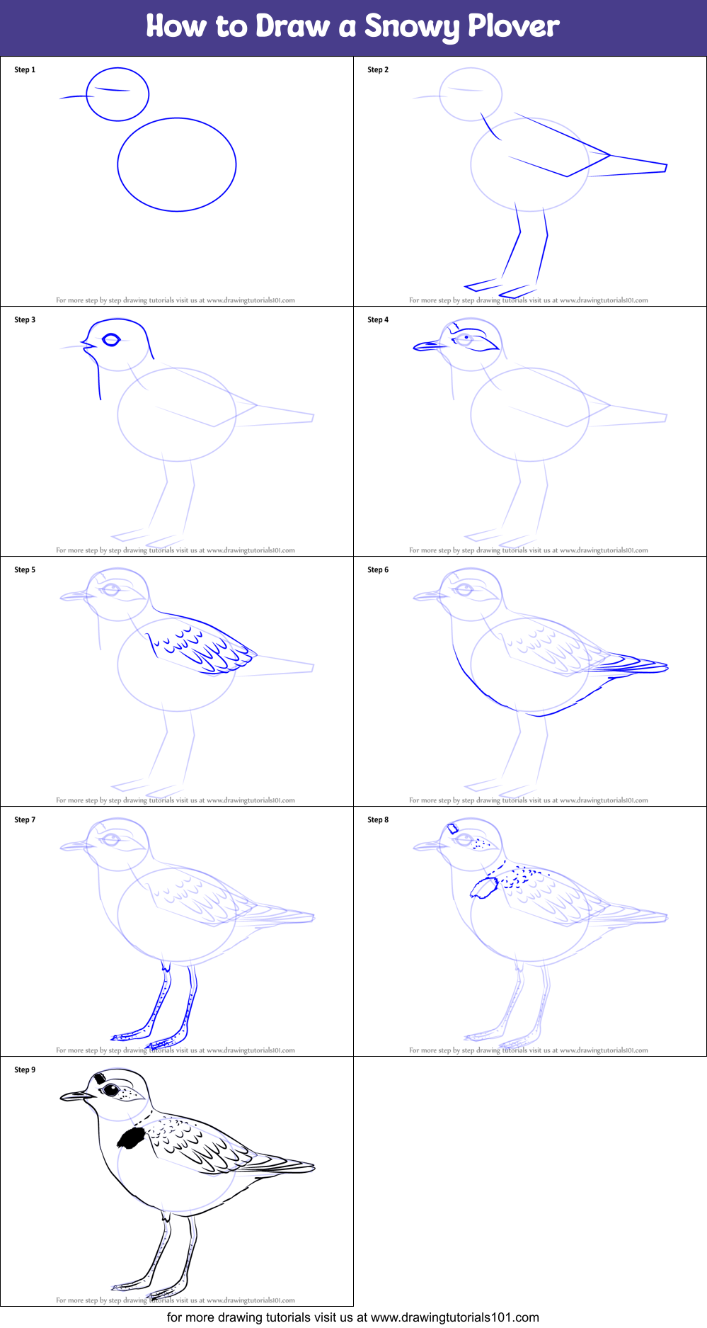 How to Draw a Snowy Plover Printable Step by Step