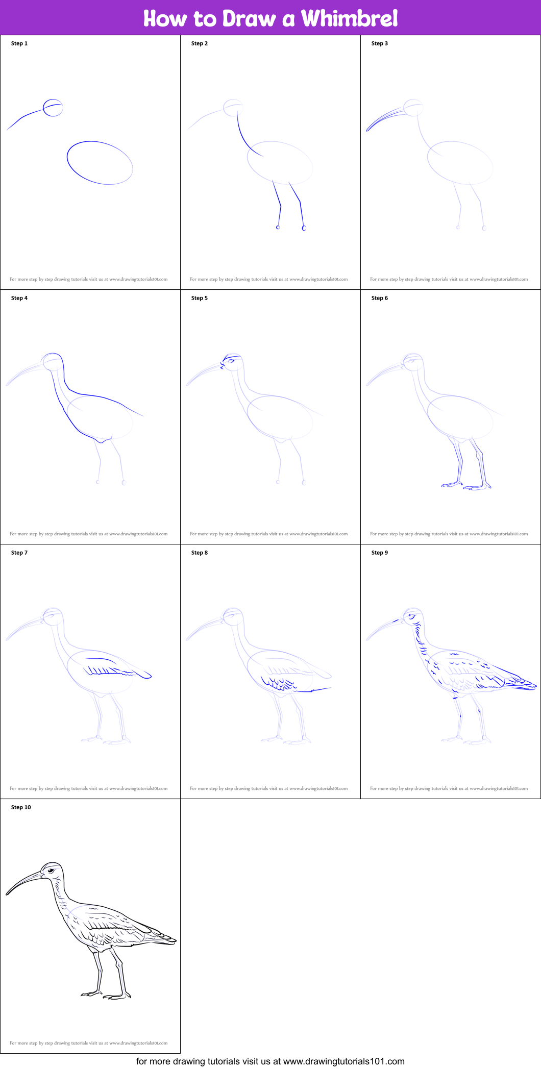 How to Draw a Whimbrel Printable Step by Step