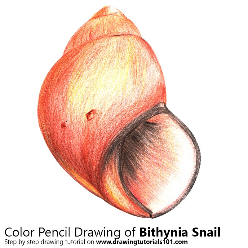 How to Draw a Bithynia Snail by Color Pencils