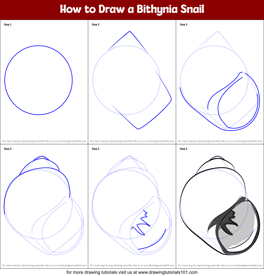 How to Draw a Bithynia Snail Printable Step by Step