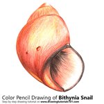How to Draw a Bithynia Snail