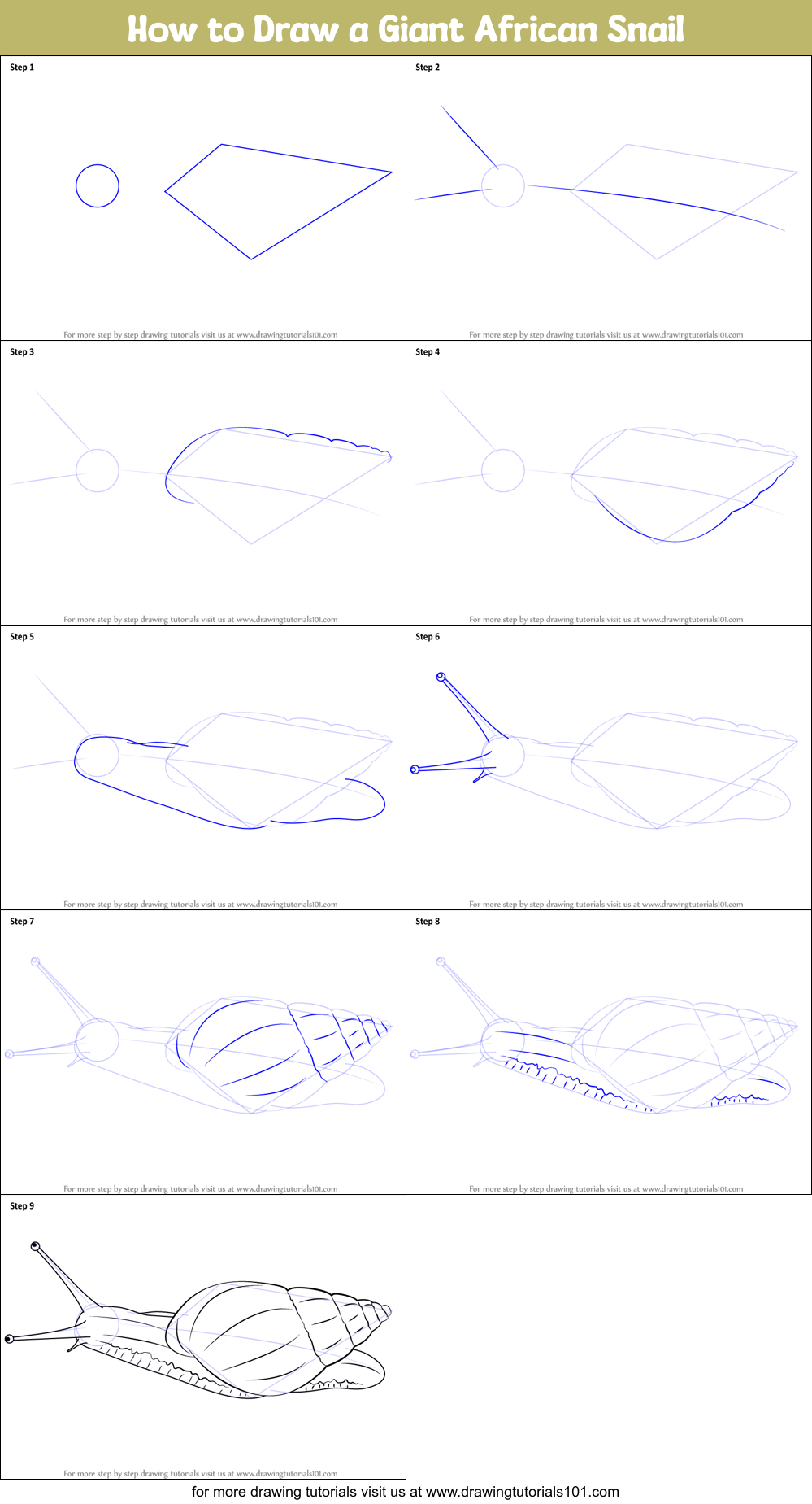 How to Draw a Giant African Snail Printable Step by Step